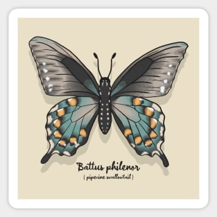 Pipevine Swallowtail Sticker